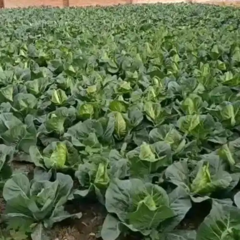 鸡心白
