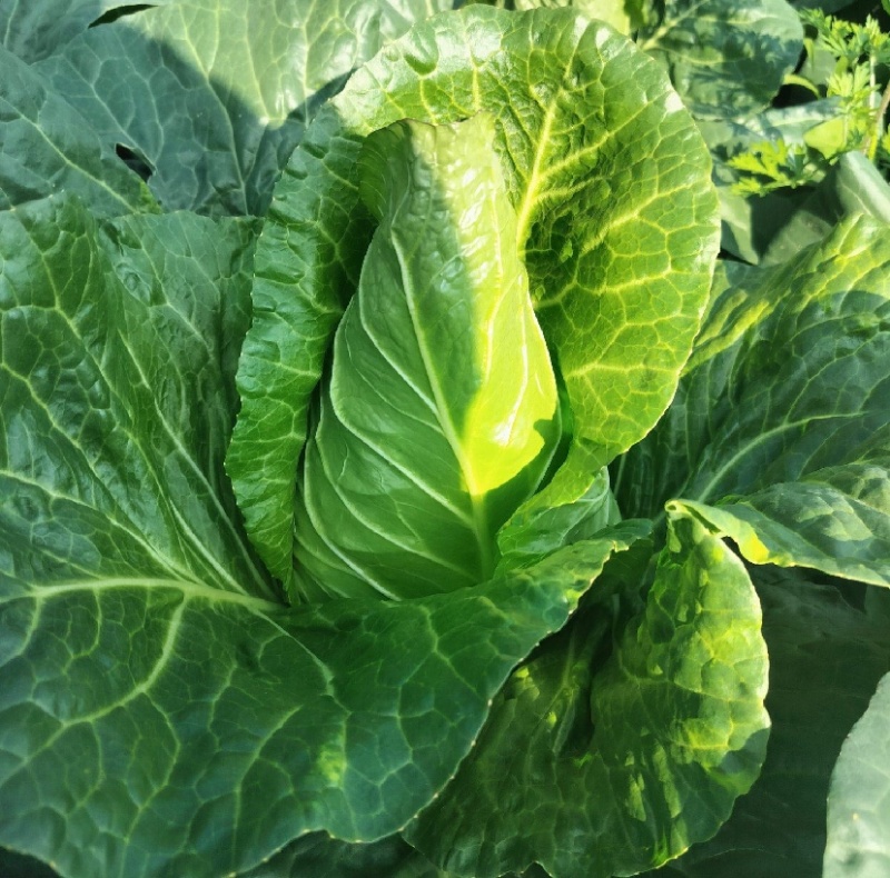 鸡心白