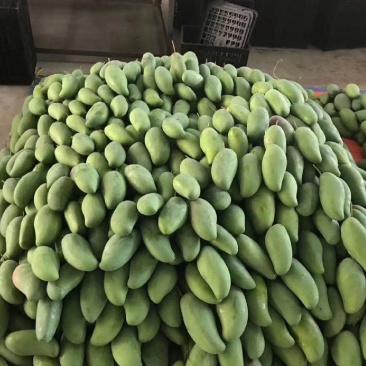 云南大青芒，玉芒支持电商一件代发