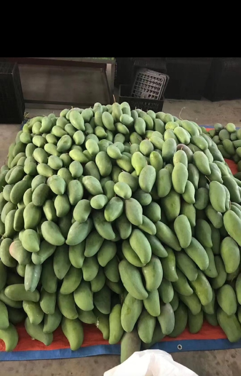 云南大青芒，玉芒支持电商一件代发