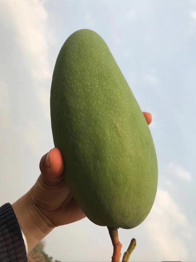 云南大青芒，玉芒支持电商一件代发