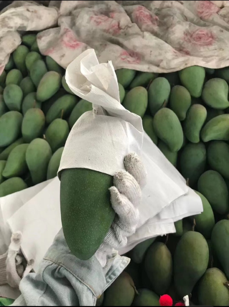云南大青芒，玉芒支持电商一件代发