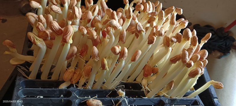 花生芽