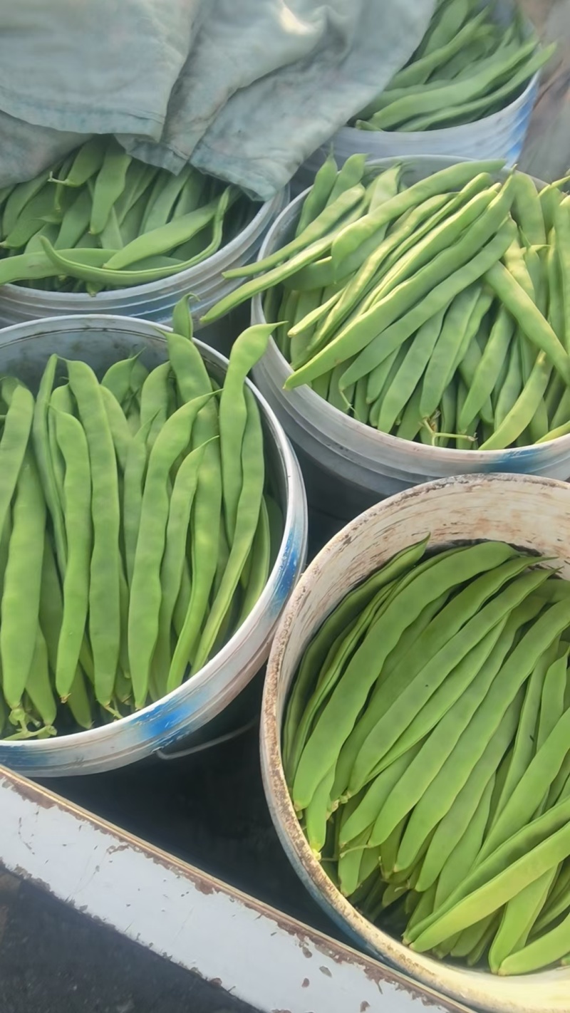 电商扁豆产地直发质量保证全国发货一手货源对接各大电商平台