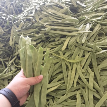电商扁豆产地直发质量保证全国发货一手货源对接各大电商平台