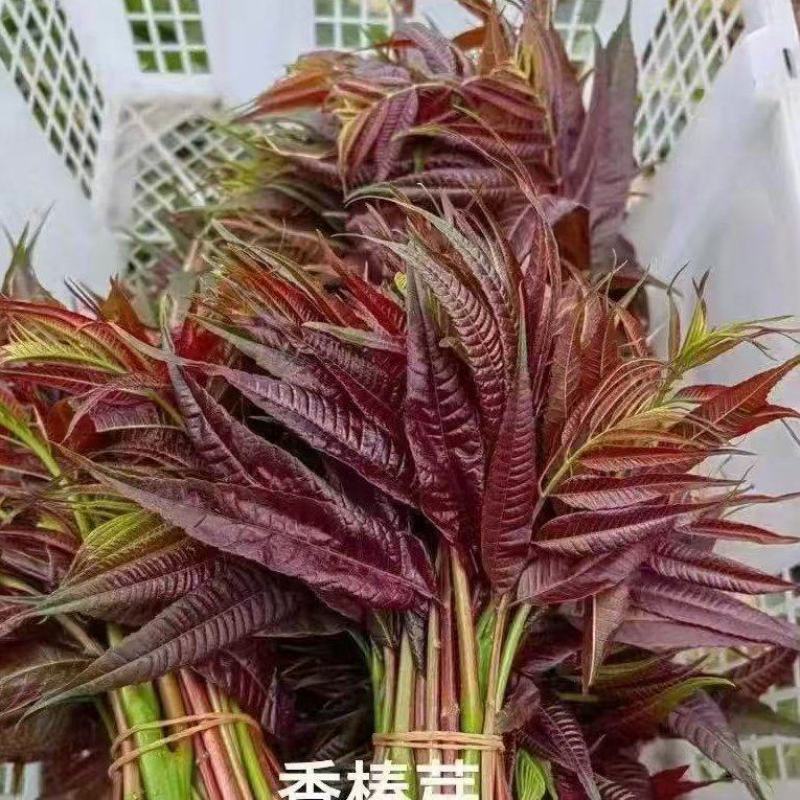 红香椿芽，香味醇厚浓郁，新鲜采摘产地发货。