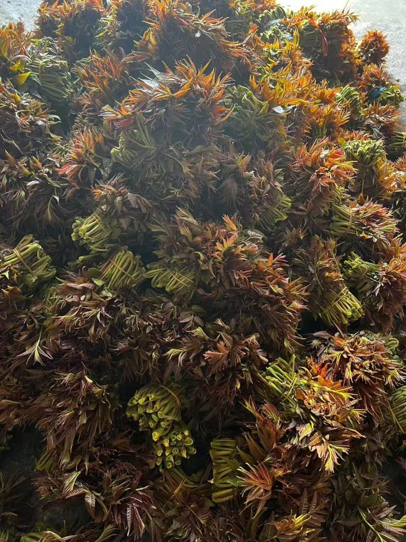 红香椿芽，香味醇厚浓郁，新鲜采摘产地发货。