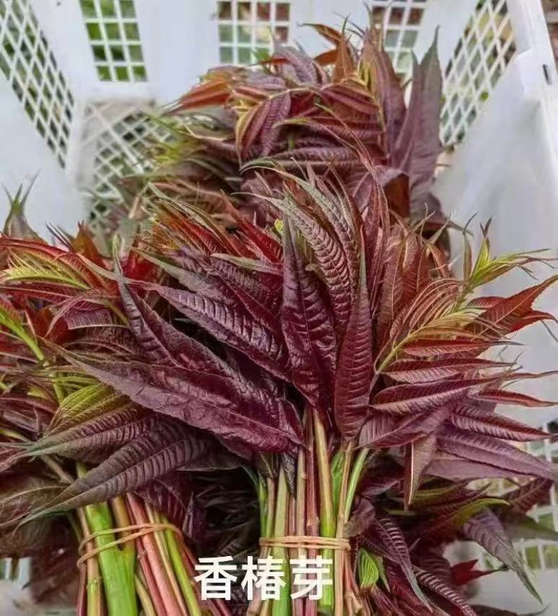 红香椿芽，香味醇厚浓郁，新鲜采摘产地发货。