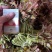 红香椿芽，香味醇厚浓郁，新鲜采摘产地发货。