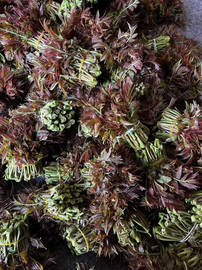 红香椿芽，香味醇厚浓郁，新鲜采摘产地发货。