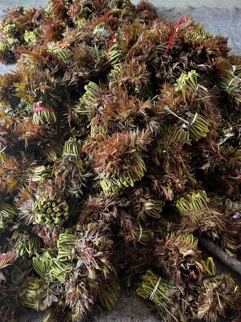 红香椿芽，香味醇厚浓郁，新鲜采摘产地发货。