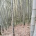 大别山野生毛竹笋