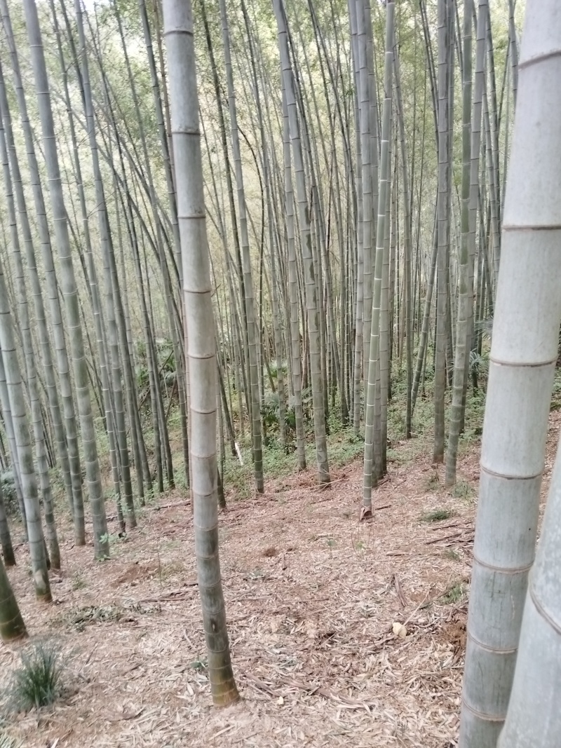 大别山野生毛竹笋