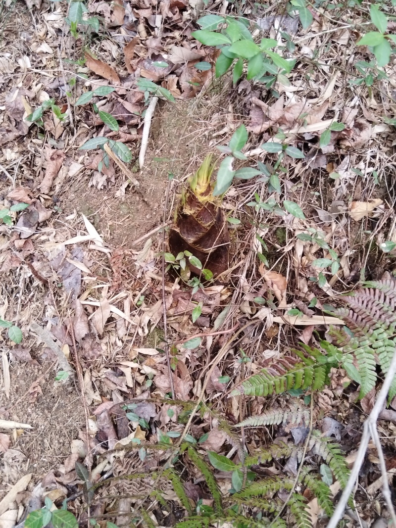 大别山野生毛竹笋