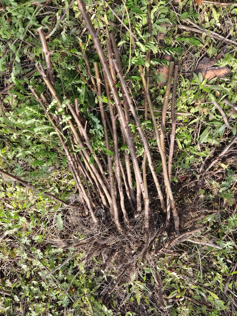 云实树苗，正宗斗米虫是生长在云实树里面的才有功效