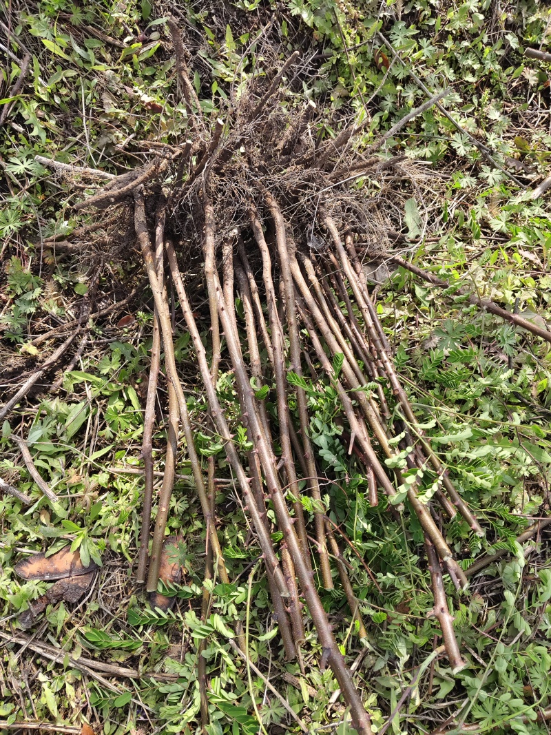 云实树苗，正宗斗米虫是生长在云实树里面的才有功效