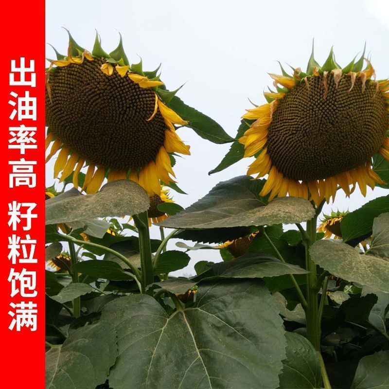 超级矮大头XC7676油葵种子早熟矮杆高产高油抗病