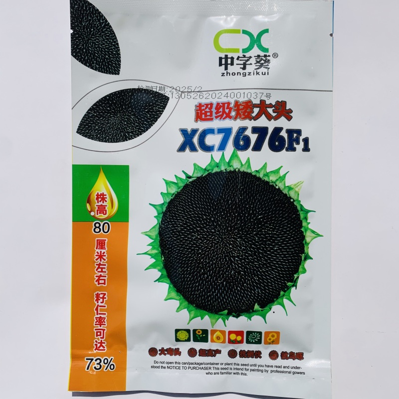 超级矮大头XC7676油葵种子早熟矮杆高产高油抗病