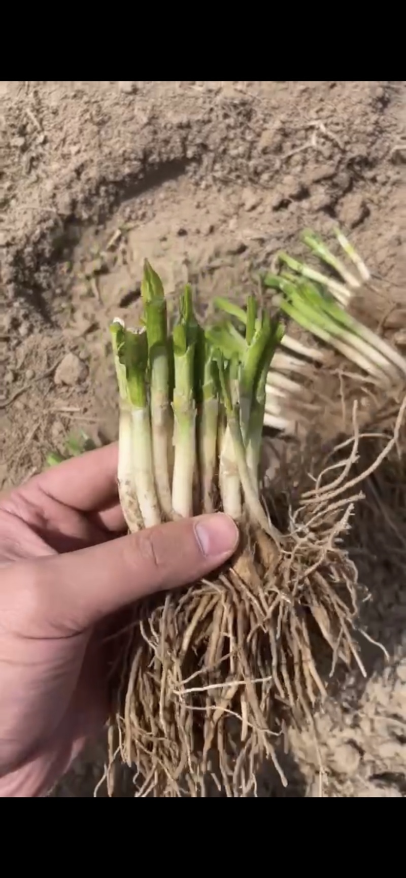 韭菜根