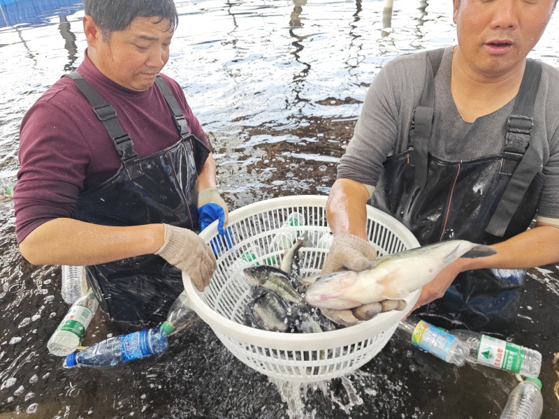 鲈鱼加州鲈鱼