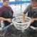 鲈鱼加州鲈鱼