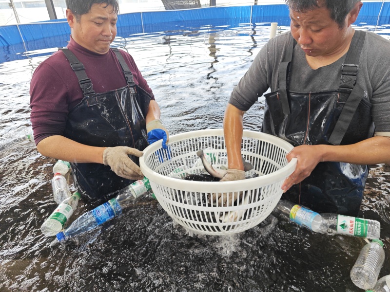鲈鱼加州鲈鱼
