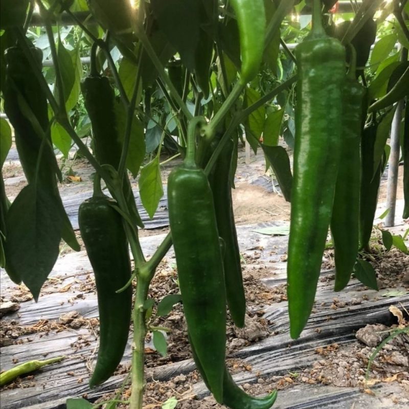 青龙168青皮羊角椒种子辣味中等光滑顺直早熟抗病