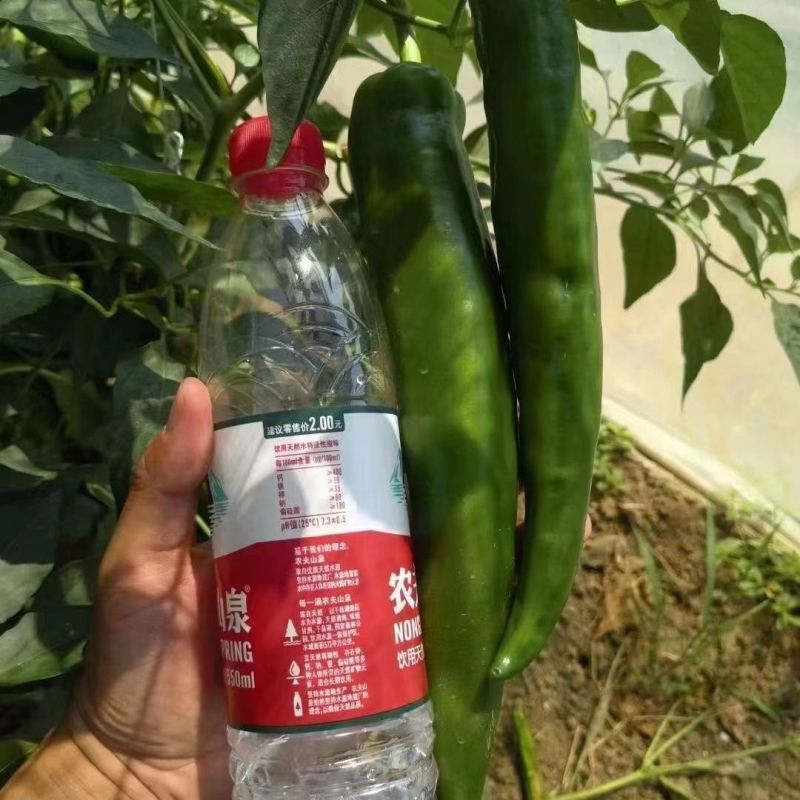青龙168青皮羊角椒种子辣味中等光滑顺直早熟抗病