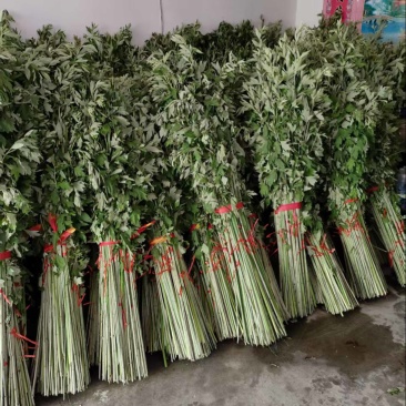 艾草苗自己家种植价格待议董***********