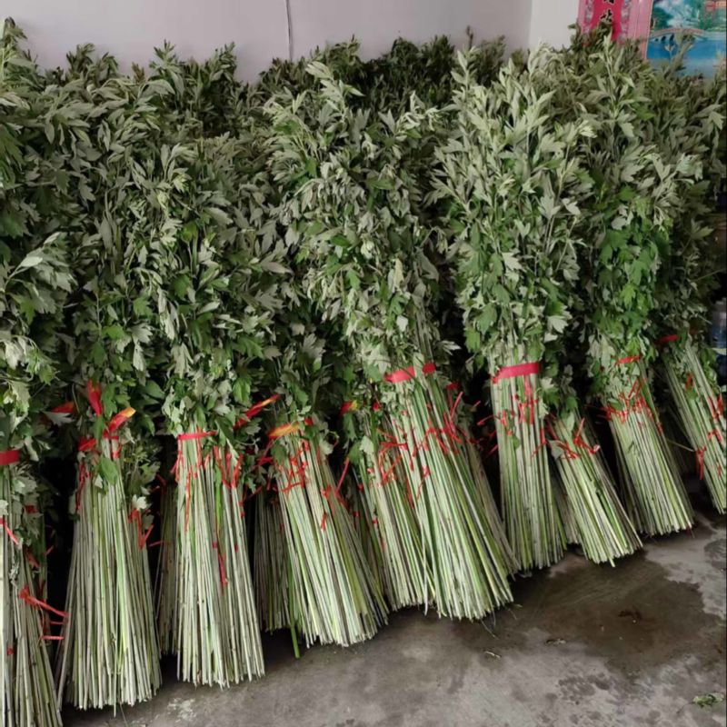 艾草苗自己家种植价格待议董***********