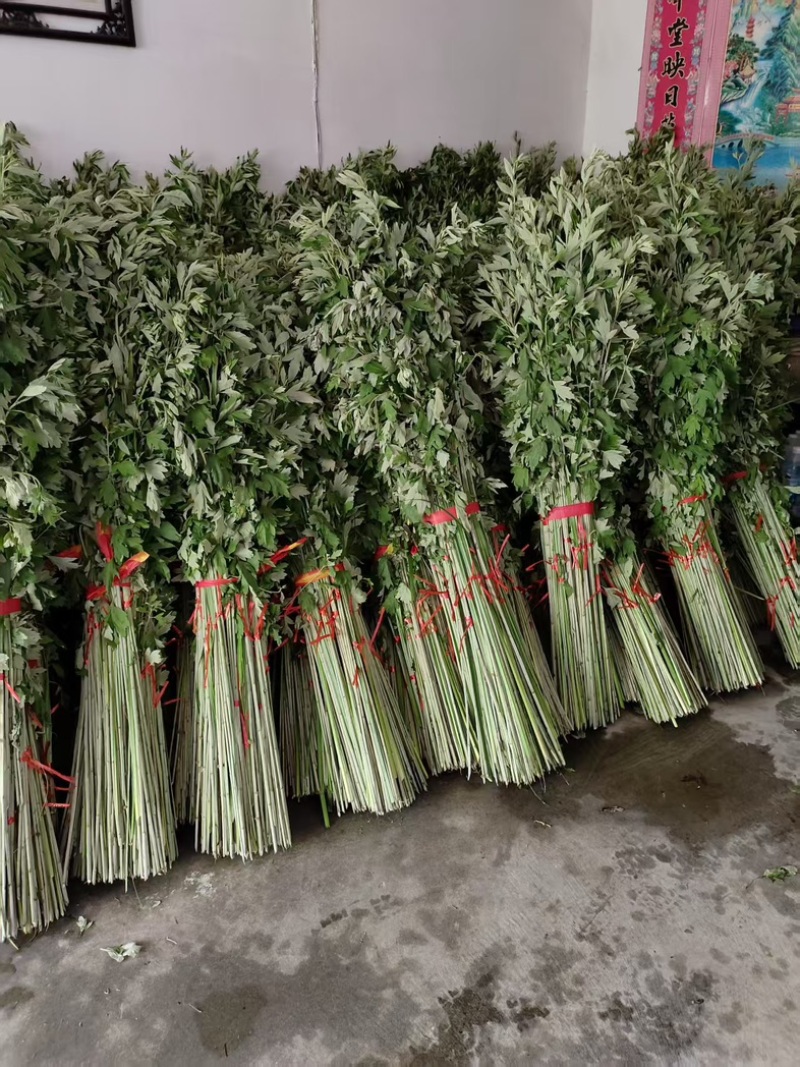 艾草苗自己家种植价格待议董***********