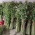 艾草苗自己家种植价格待议董***********