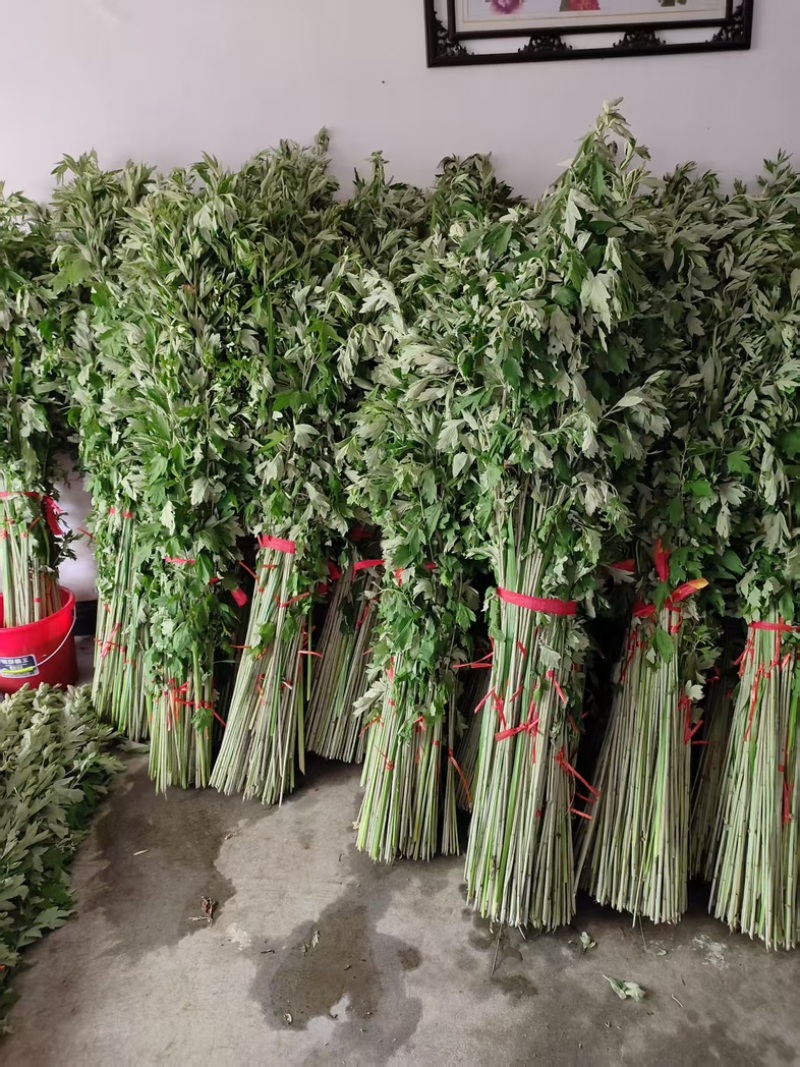 艾草苗自己家种植价格待议董***********