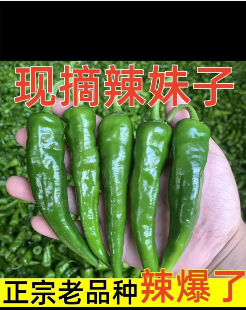 特辣辣妹子