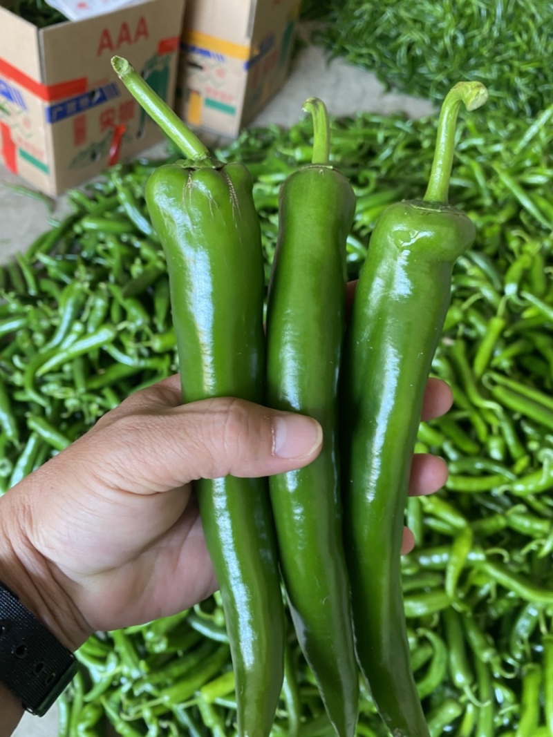 大青尖椒