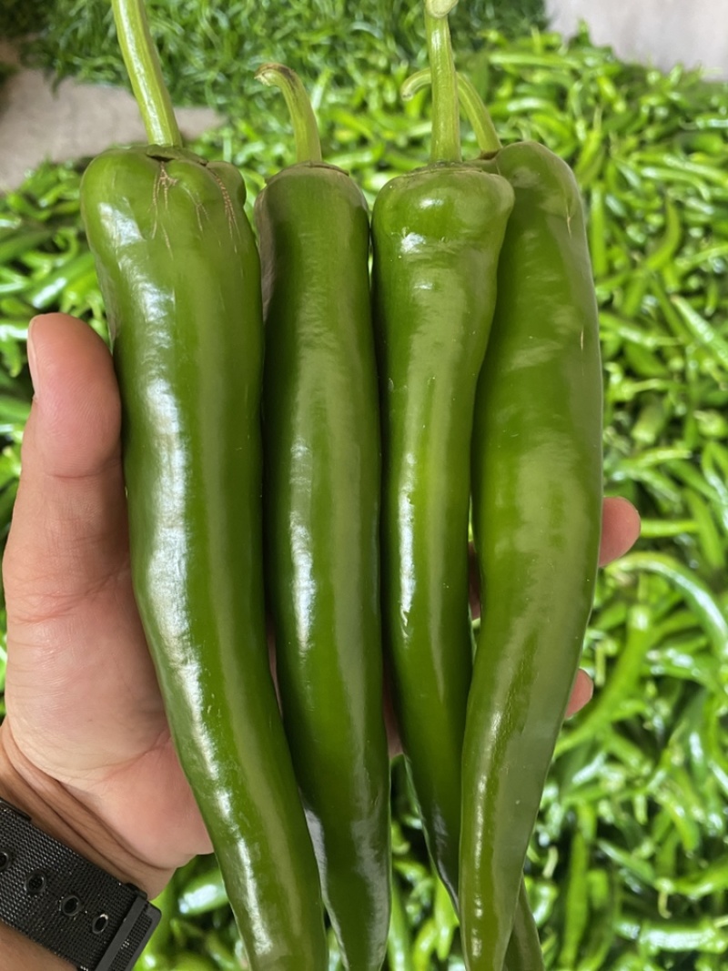 大青尖椒