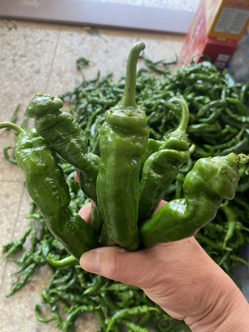 软香辣辣椒