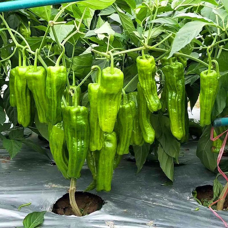 薄皮小炮泡椒种子早熟大果座果力强抗病薄皮辣椒种子春秋季播