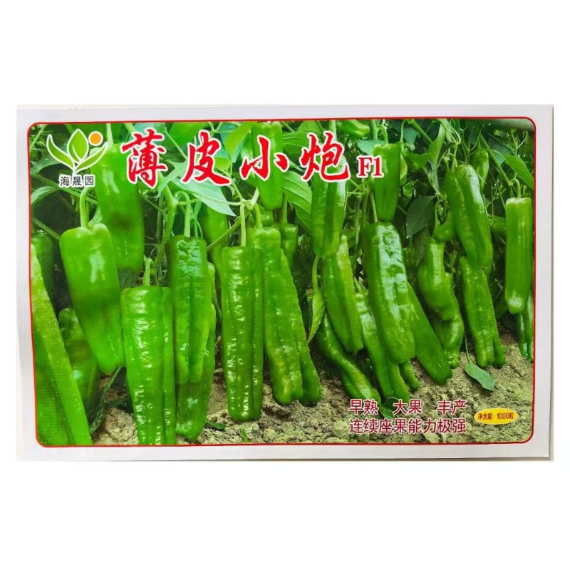 薄皮小炮泡椒种子早熟大果座果力强抗病薄皮辣椒种子春秋季播