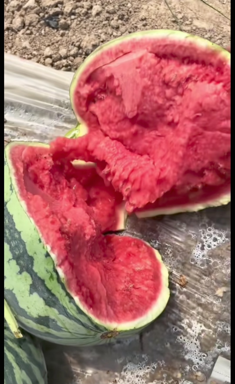 嫁接美都麒麟西瓜苗，实力苗场直发保真，郝有财