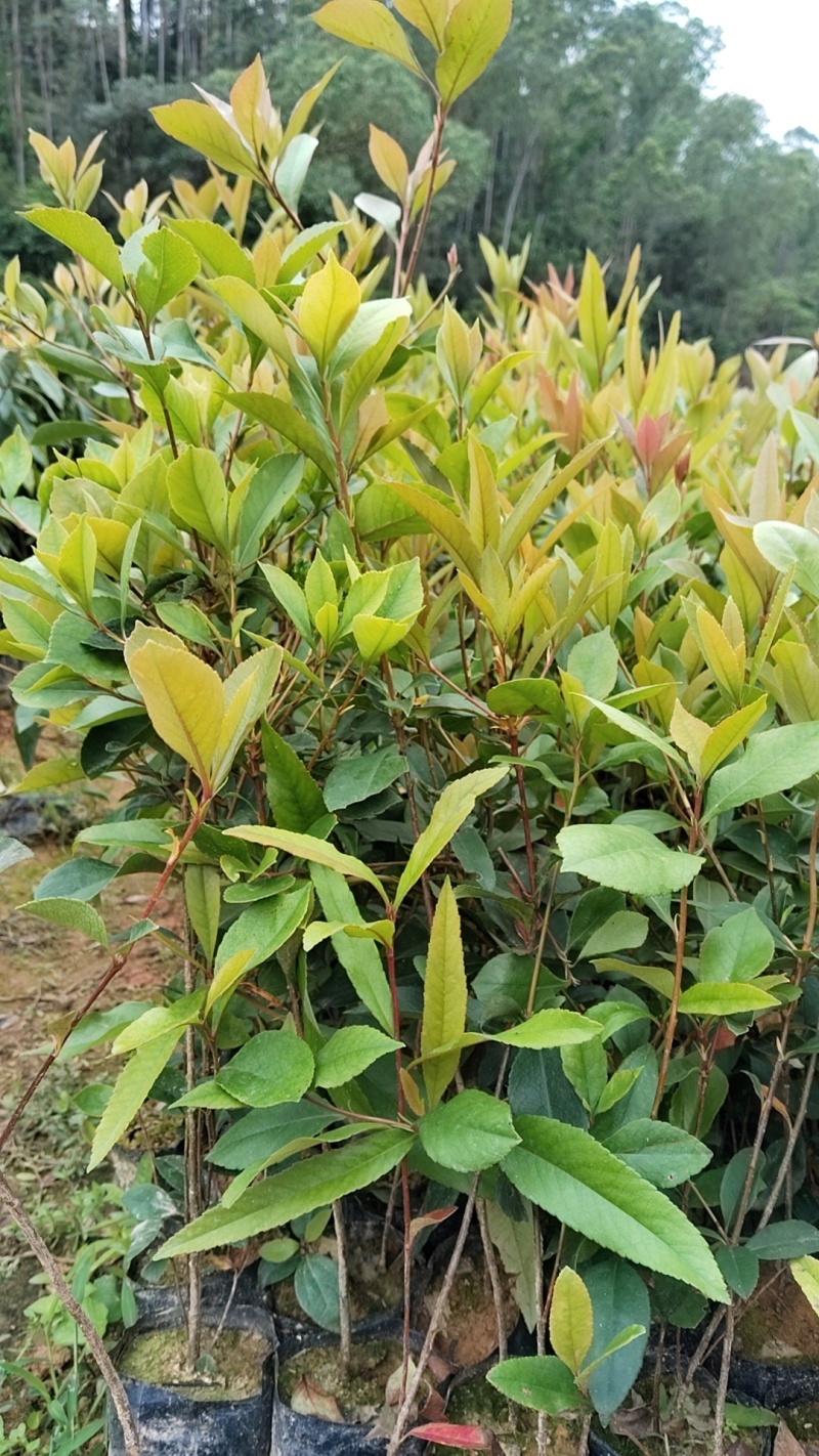 春花