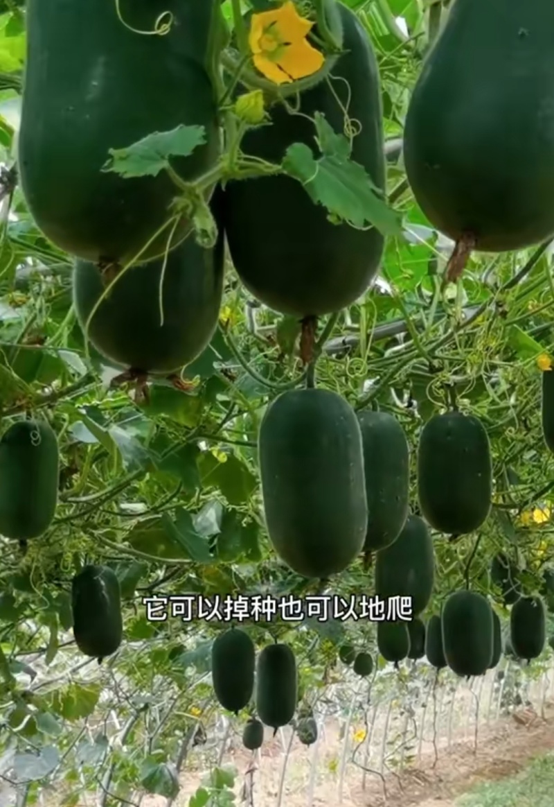 小黑小冬瓜苗山东种苗基地直发，实力苗场直发保真