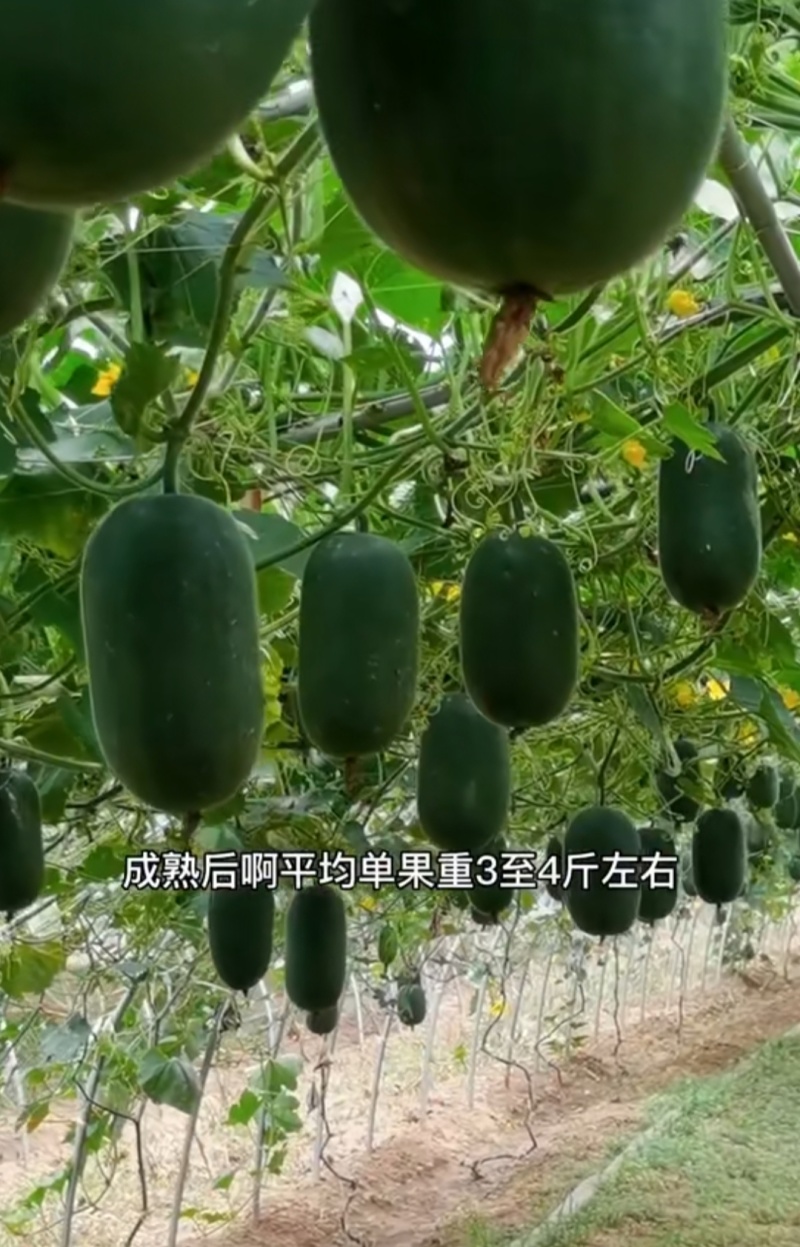 小黑小冬瓜苗山东种苗基地直发，实力苗场直发保真