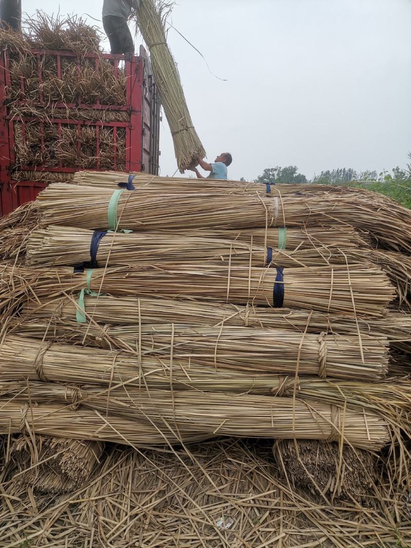 蒲草干浦草湿蒲草工艺品蒲草绳原料