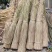 蒲草干浦草湿蒲草工艺品蒲草绳原料