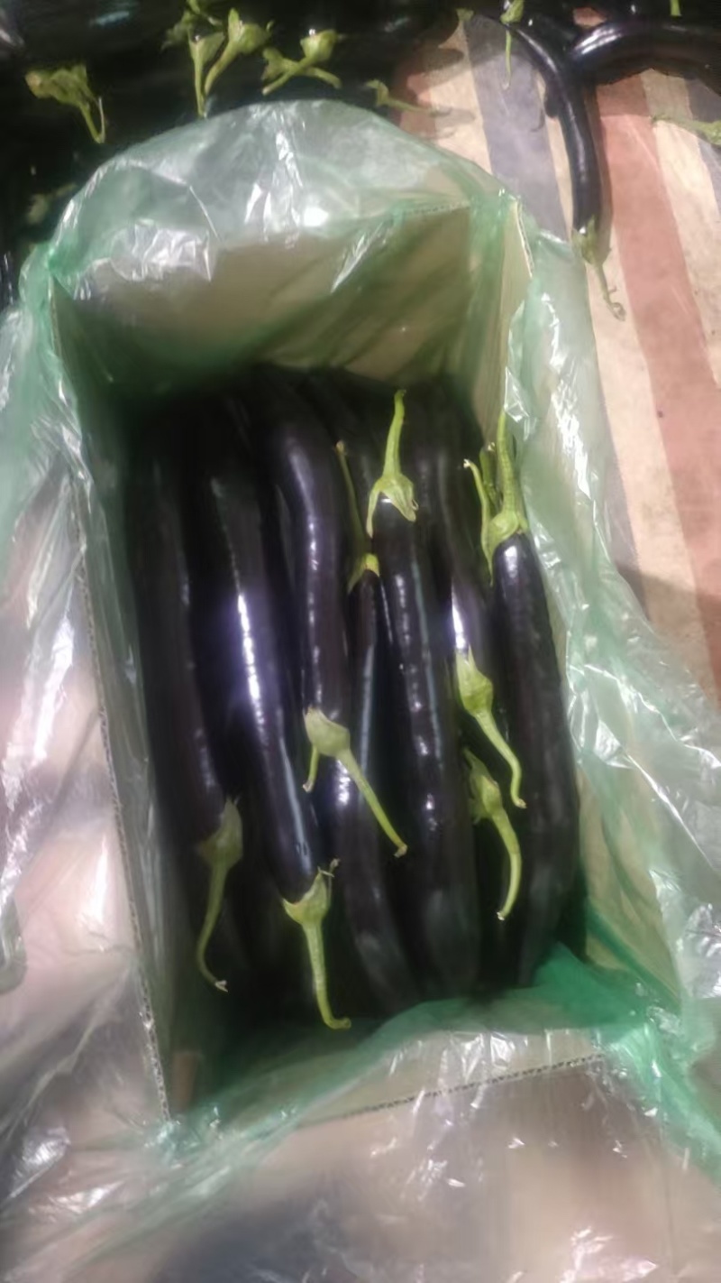 黑茄，大量有货能装挂车