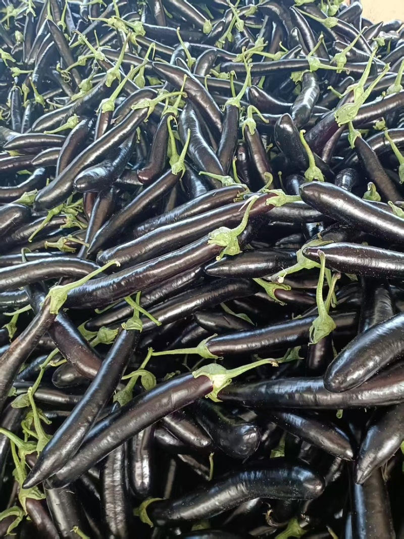 黑茄，大量有货能装挂车