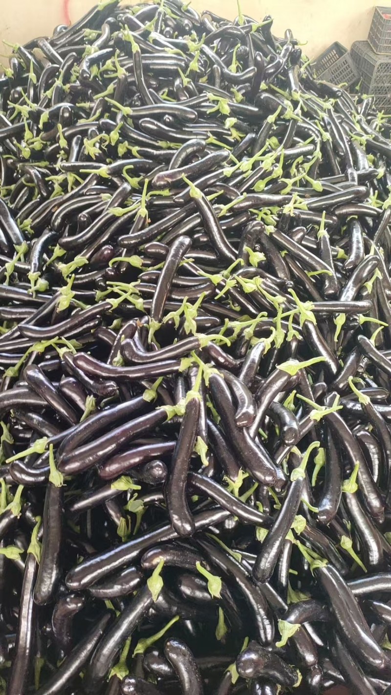 黑茄，大量有货能装挂车