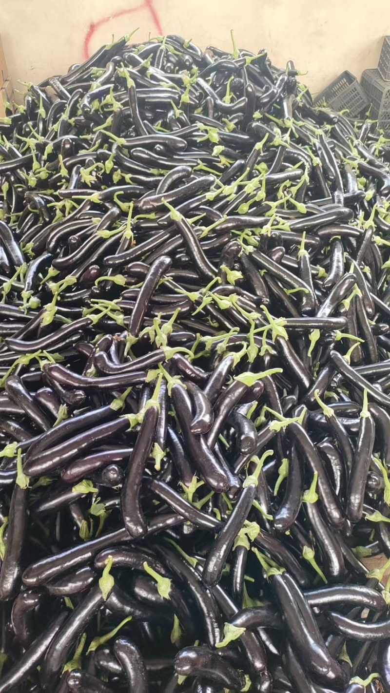 黑茄，大量有货能装挂车