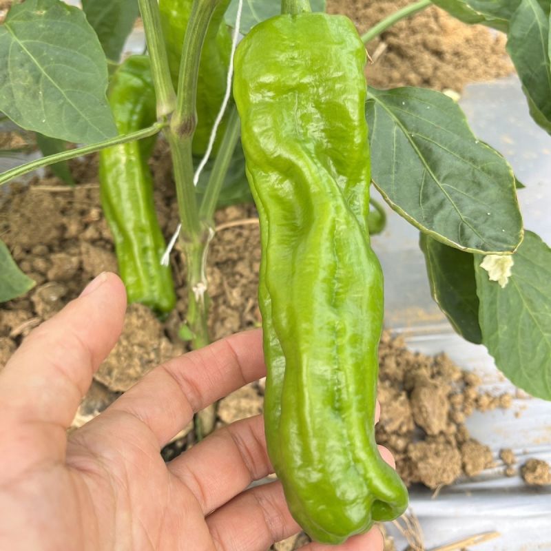 仰望8号薄皮泡椒种子早熟高产马嘴型青椒耐热寒中辣大果泡椒